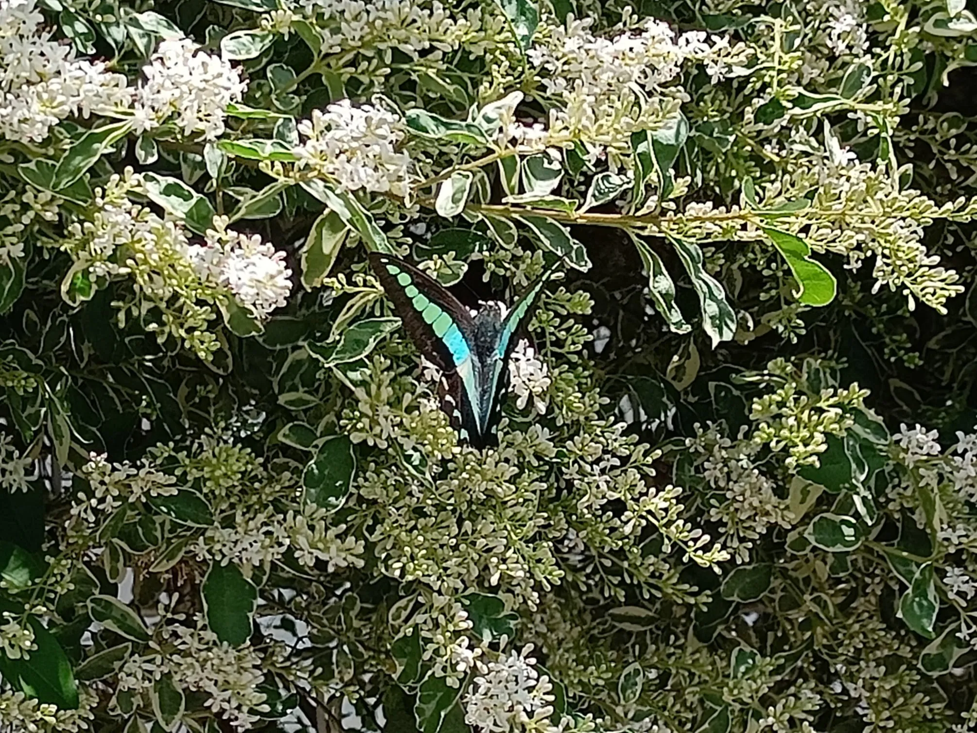 Butterfly