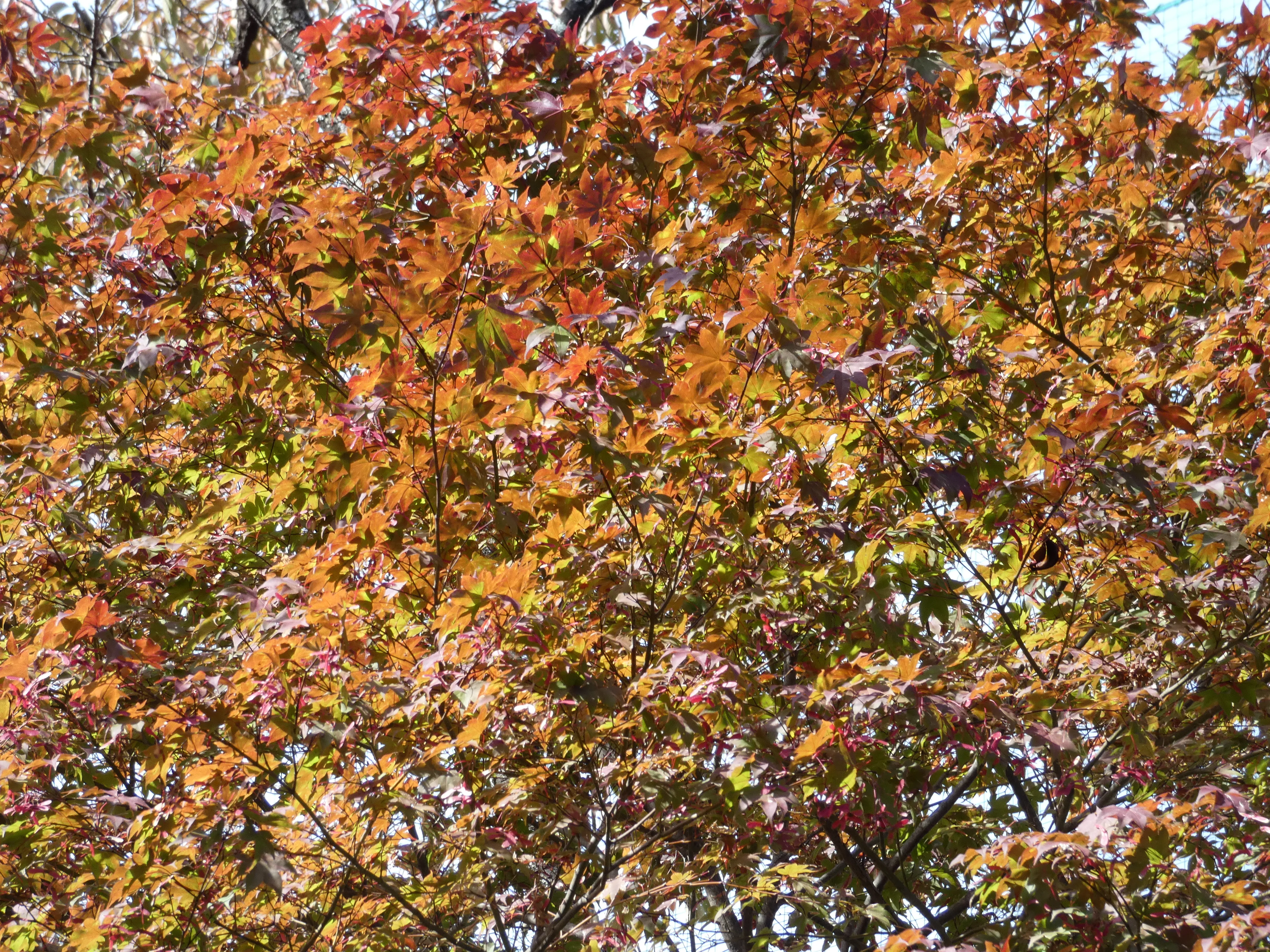 Autumn colours