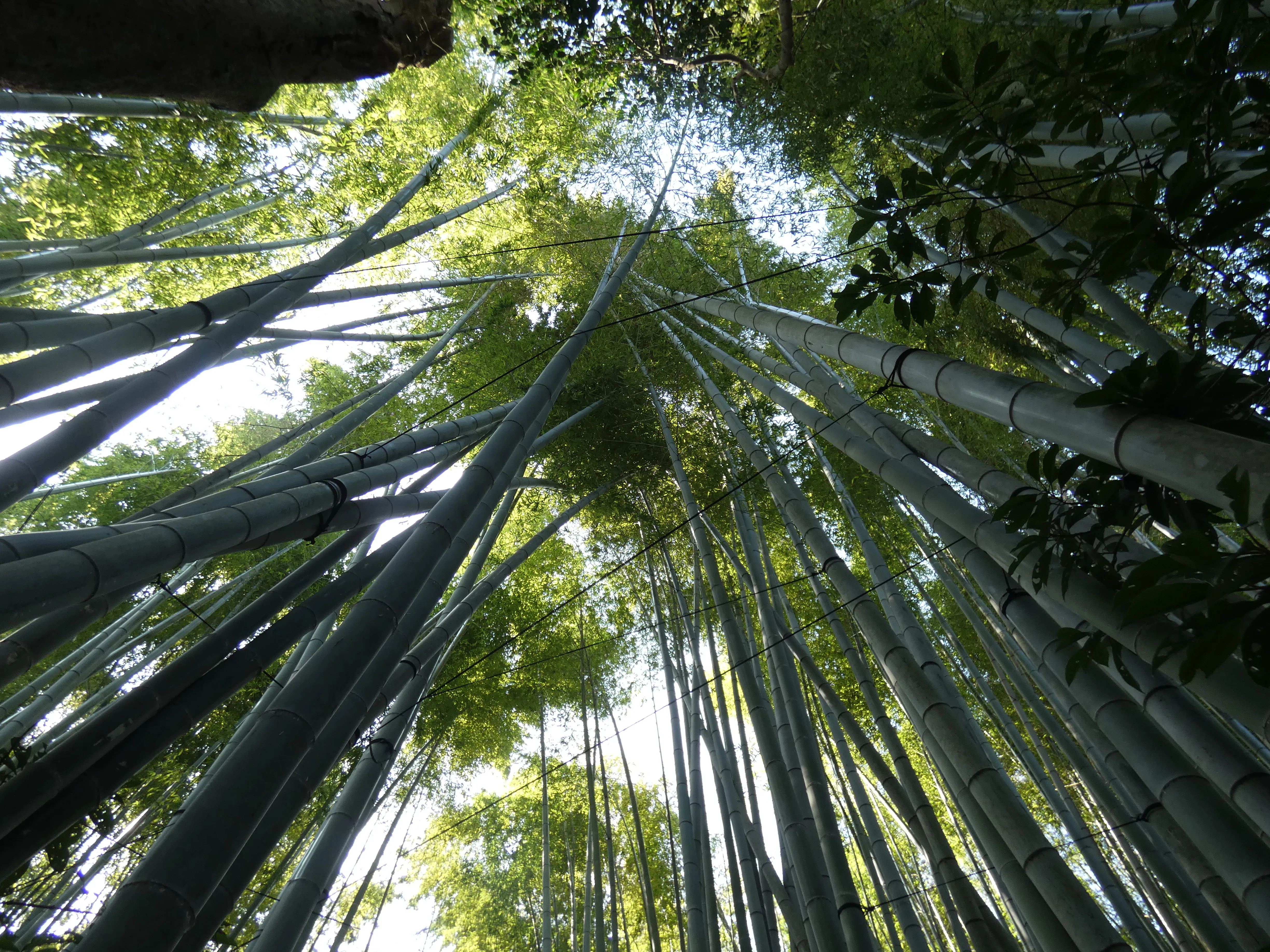 Hōkoku-ji Temple with bamboo forest