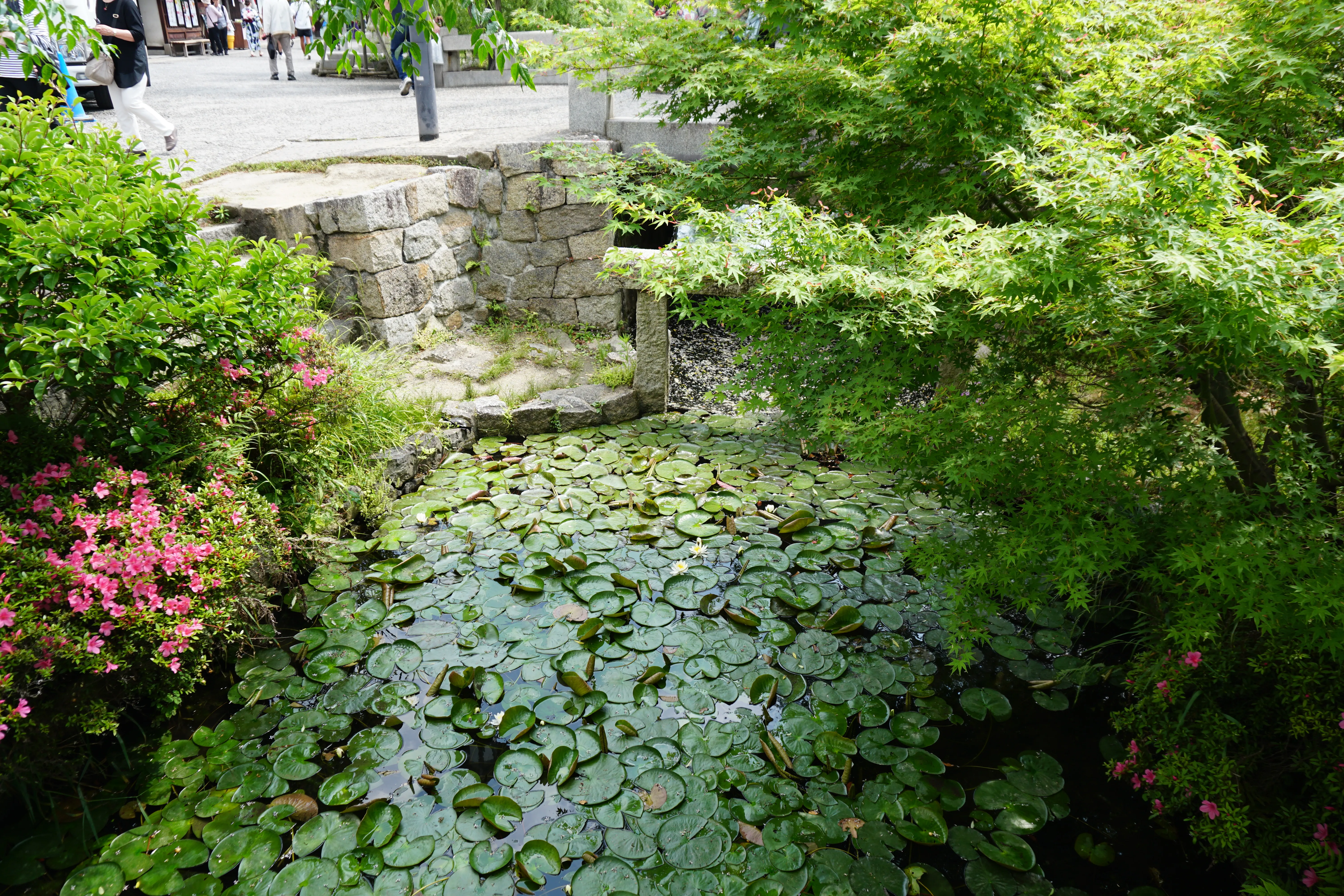Bikan pond