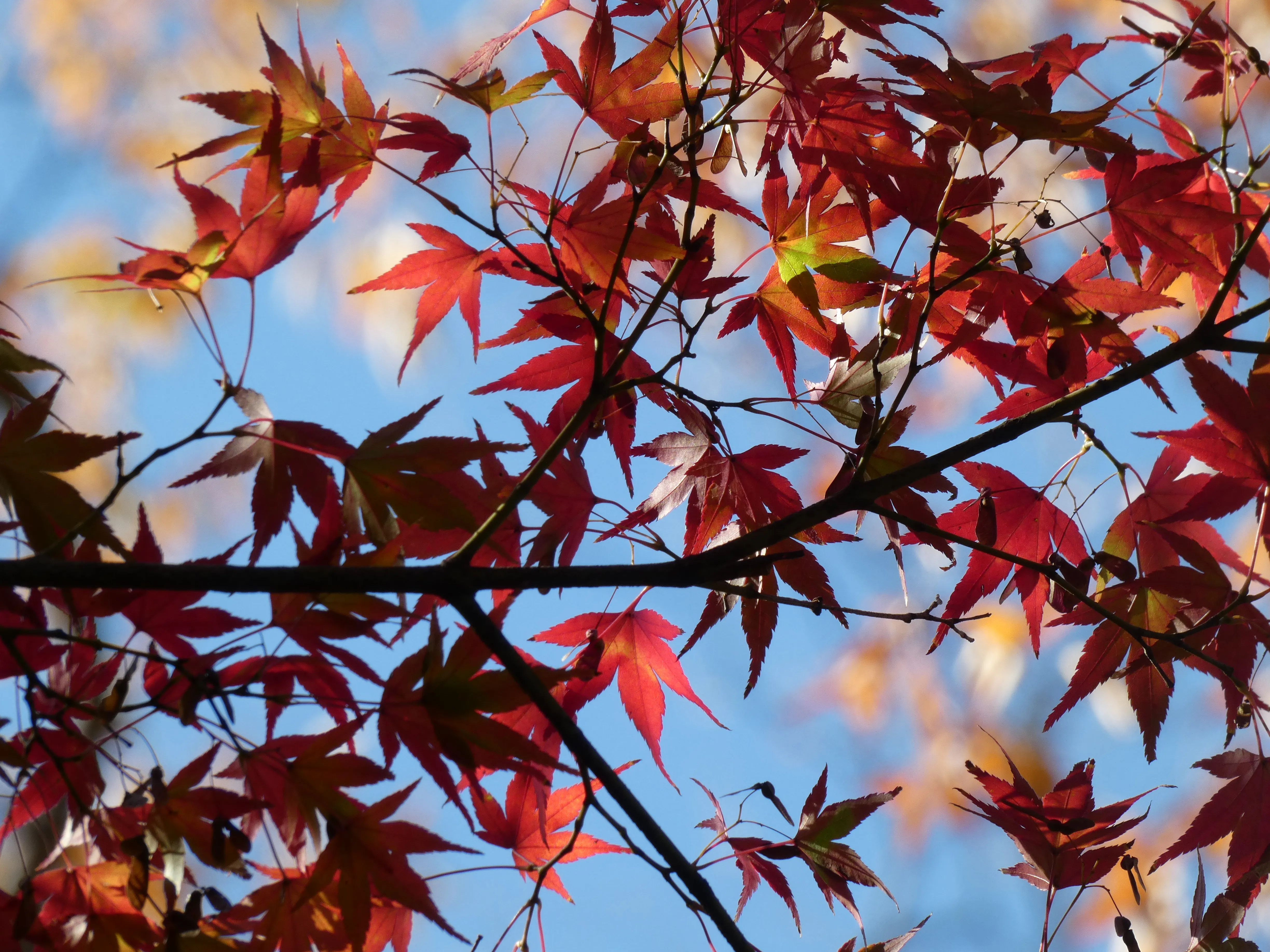 Foliage