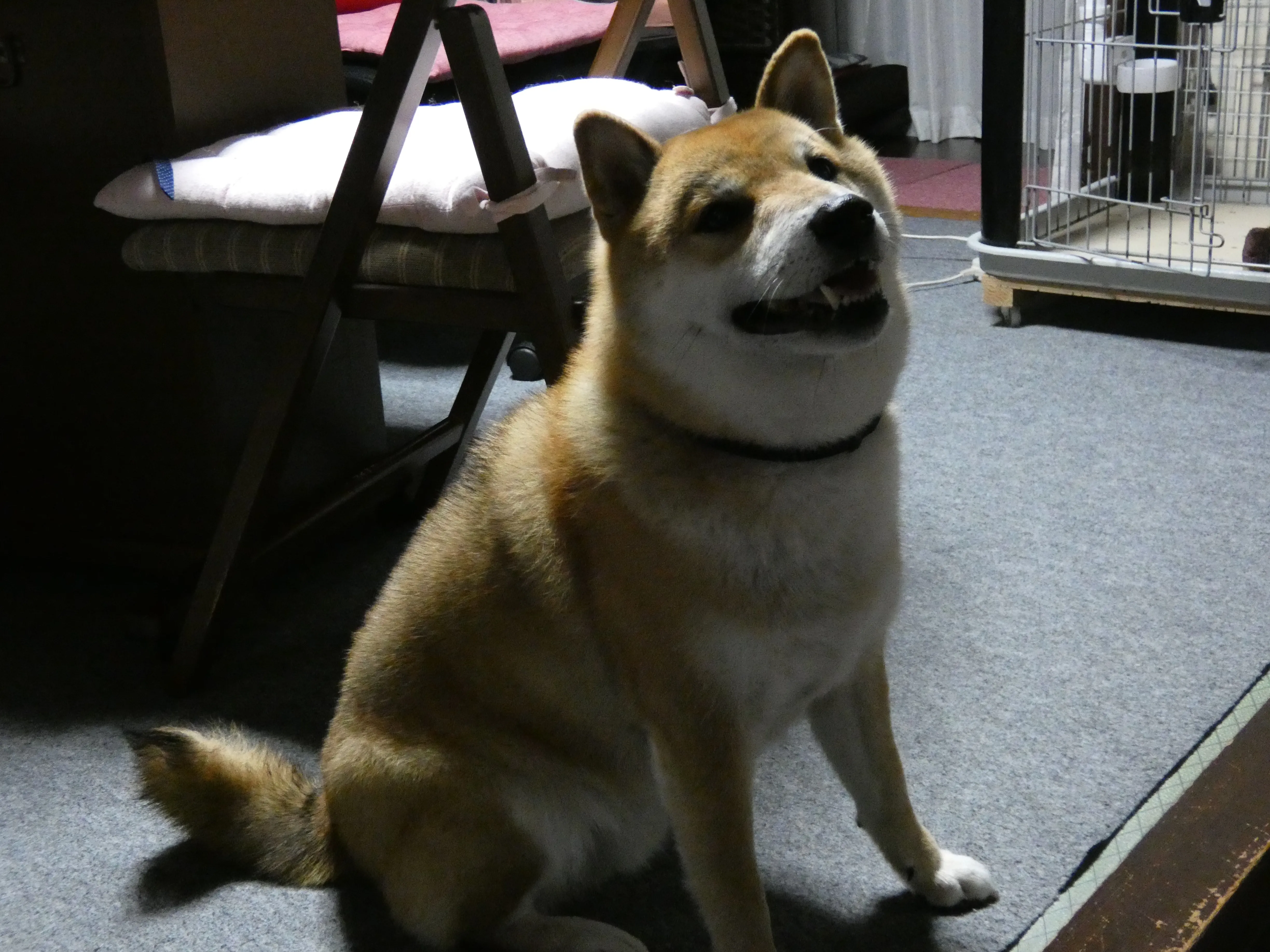Gao