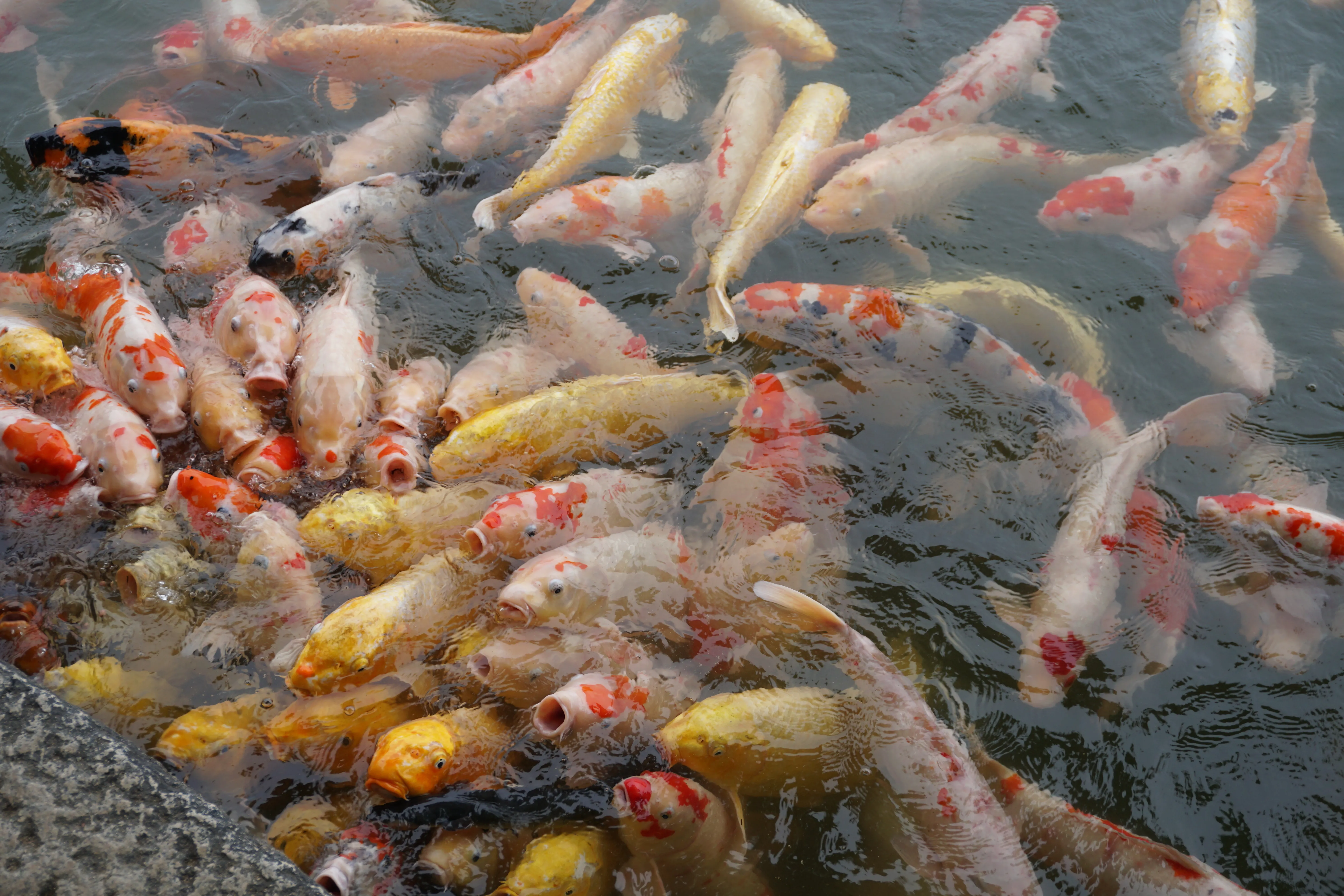 Hungry Fish