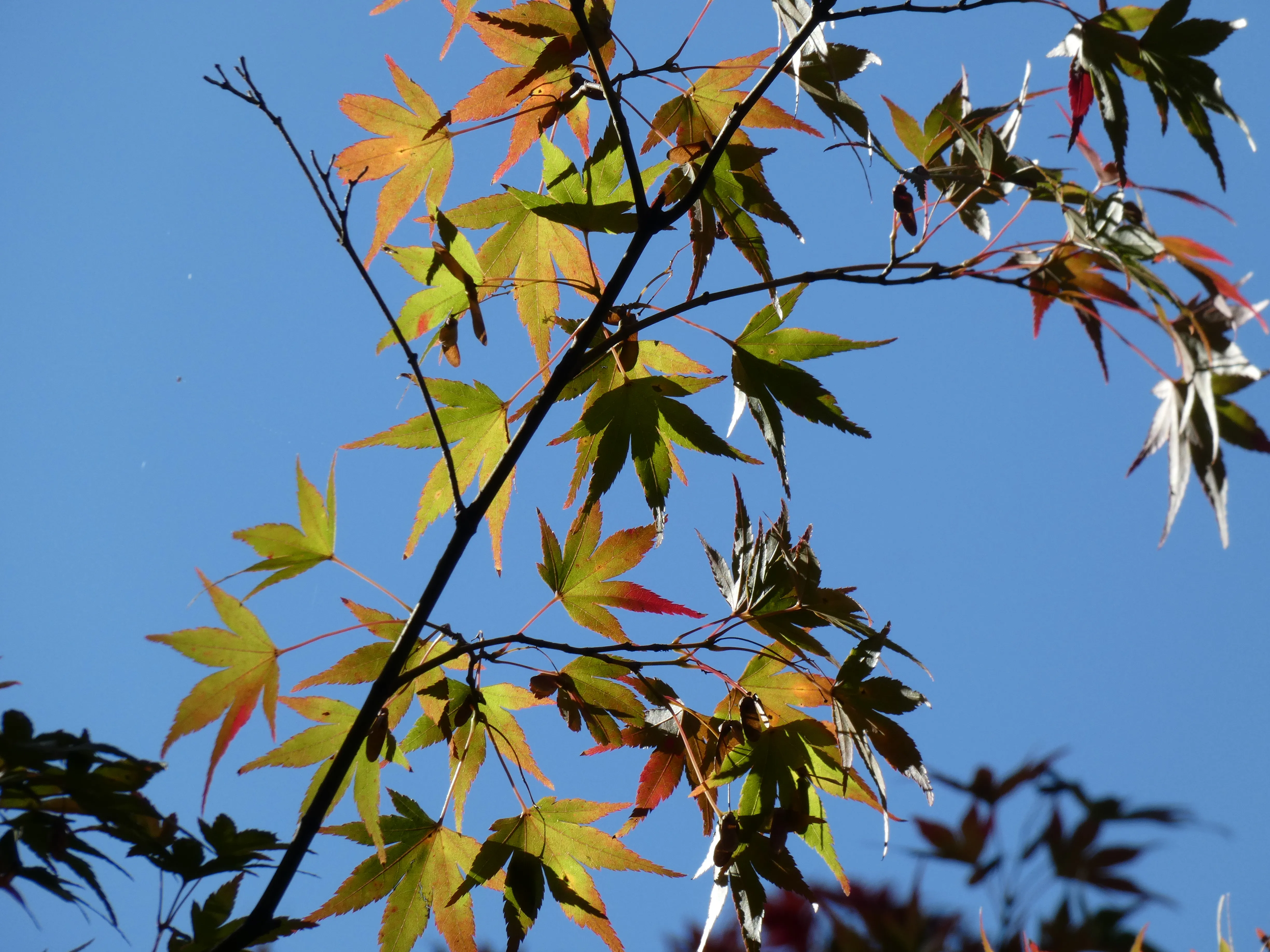 Leaves