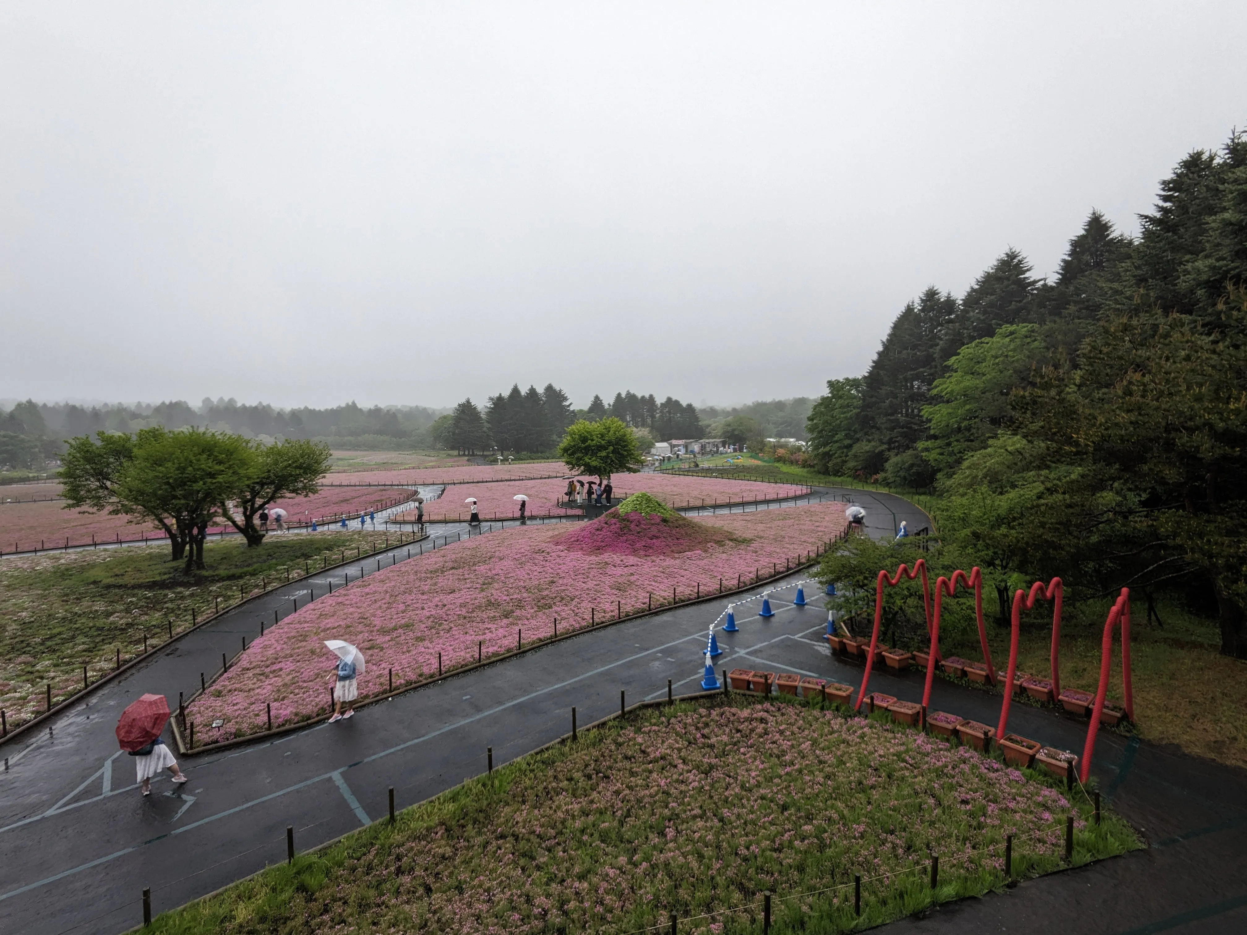 Moss phlox fuji