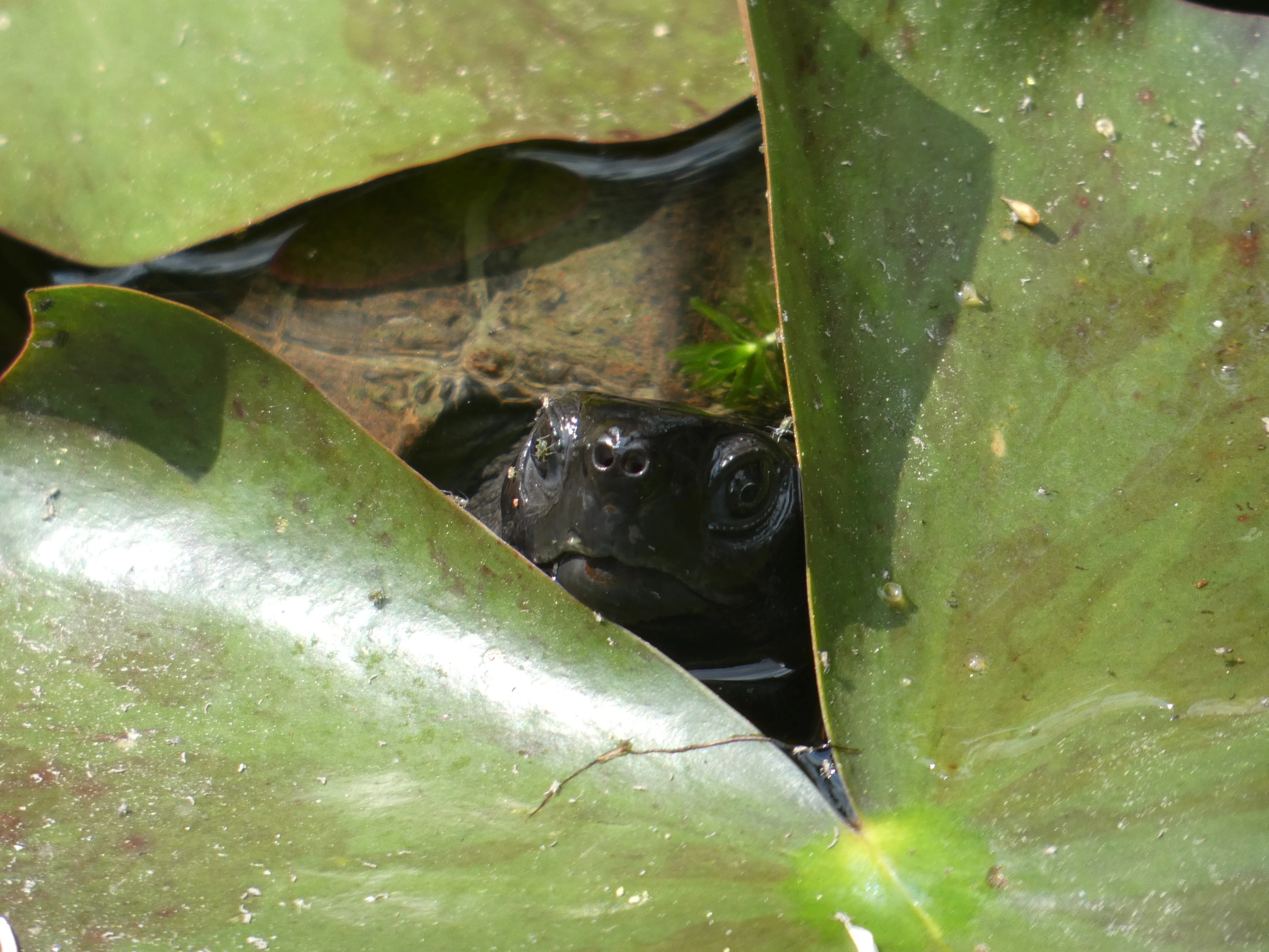 Sweet turtle face