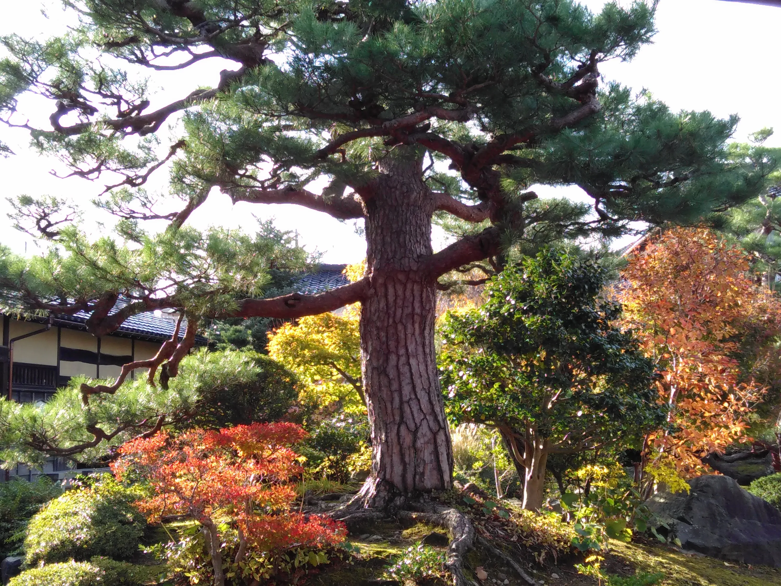 Samurai tree