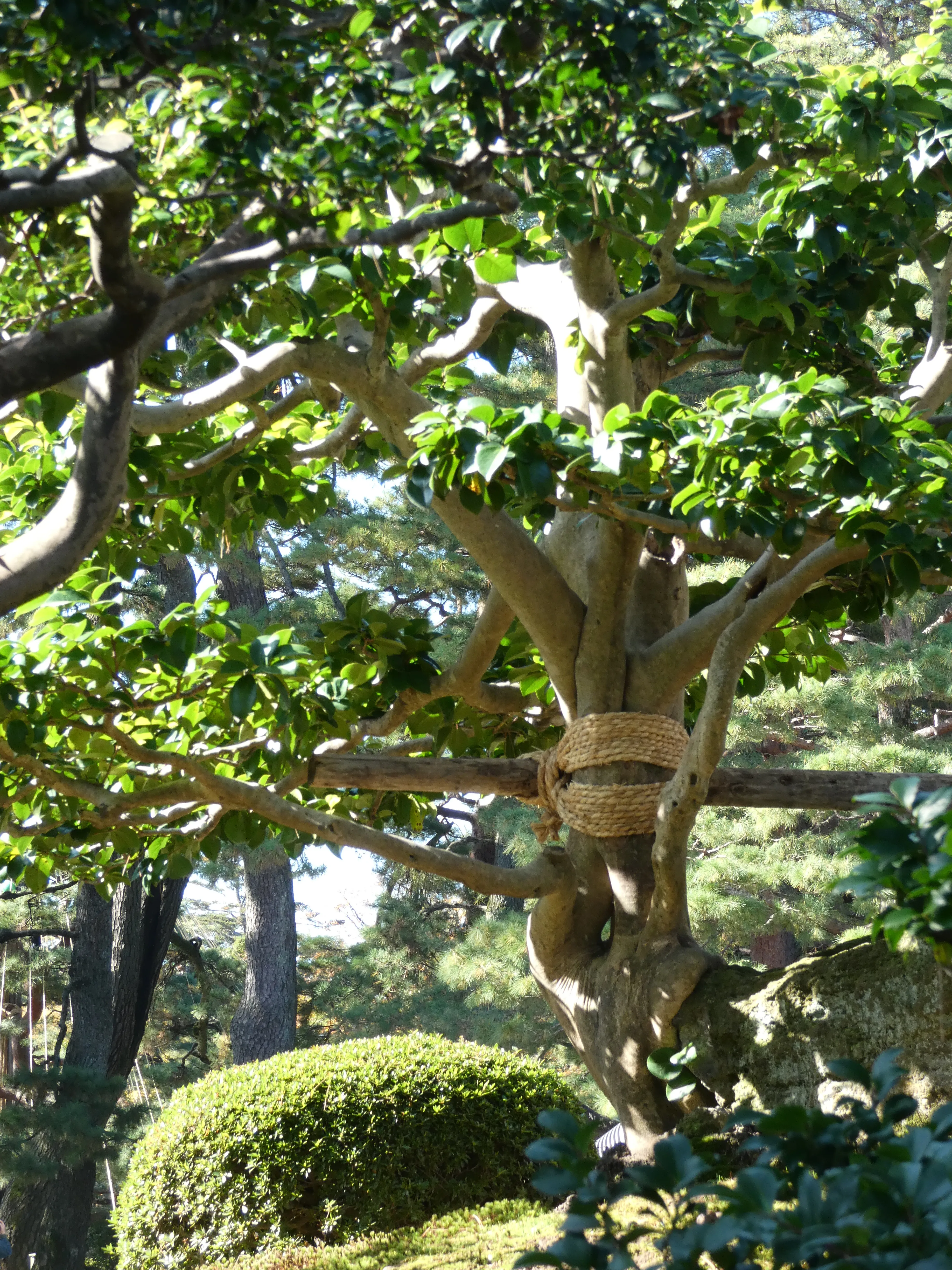 Awesome tree
