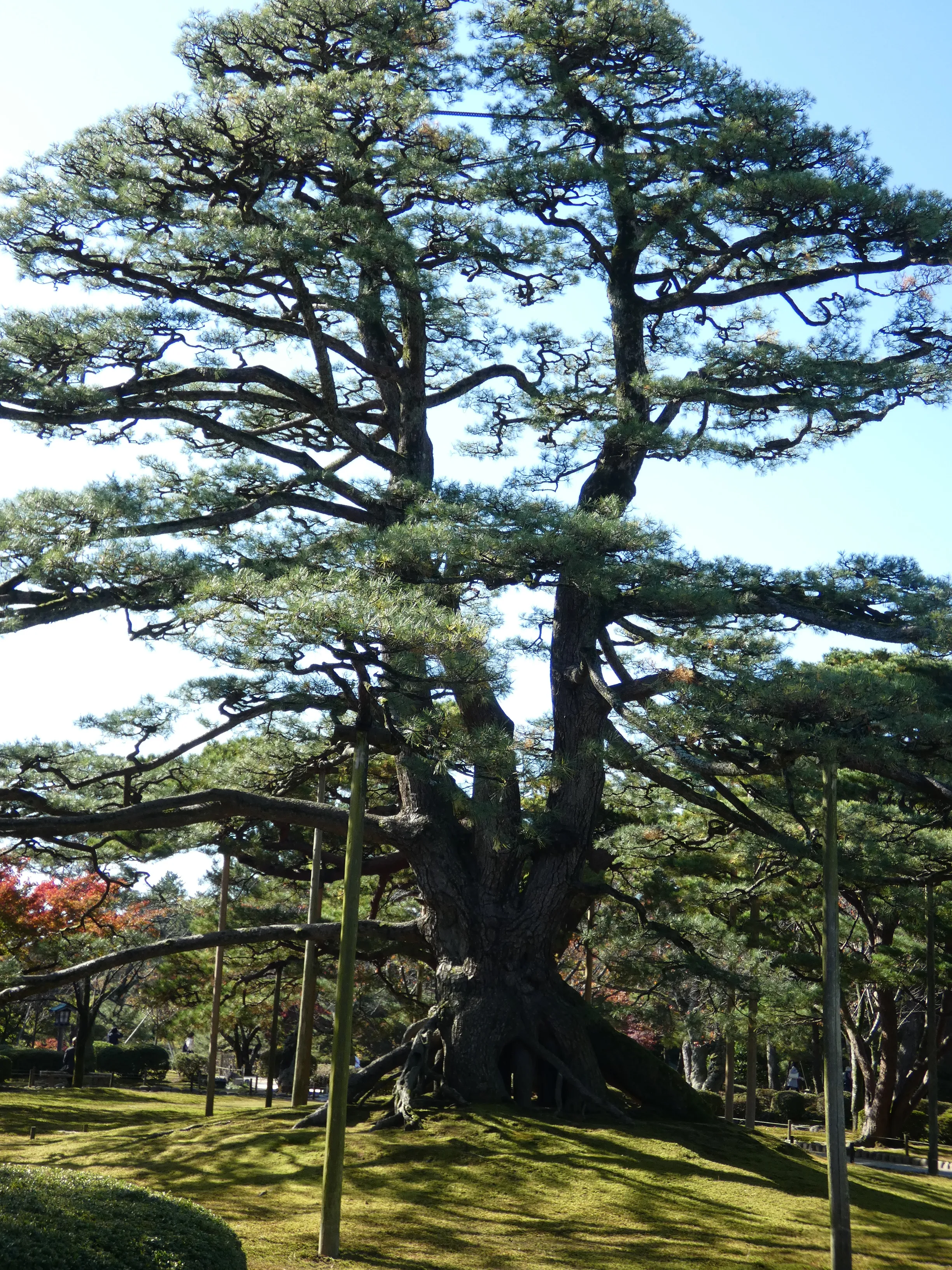 Another awesome tree