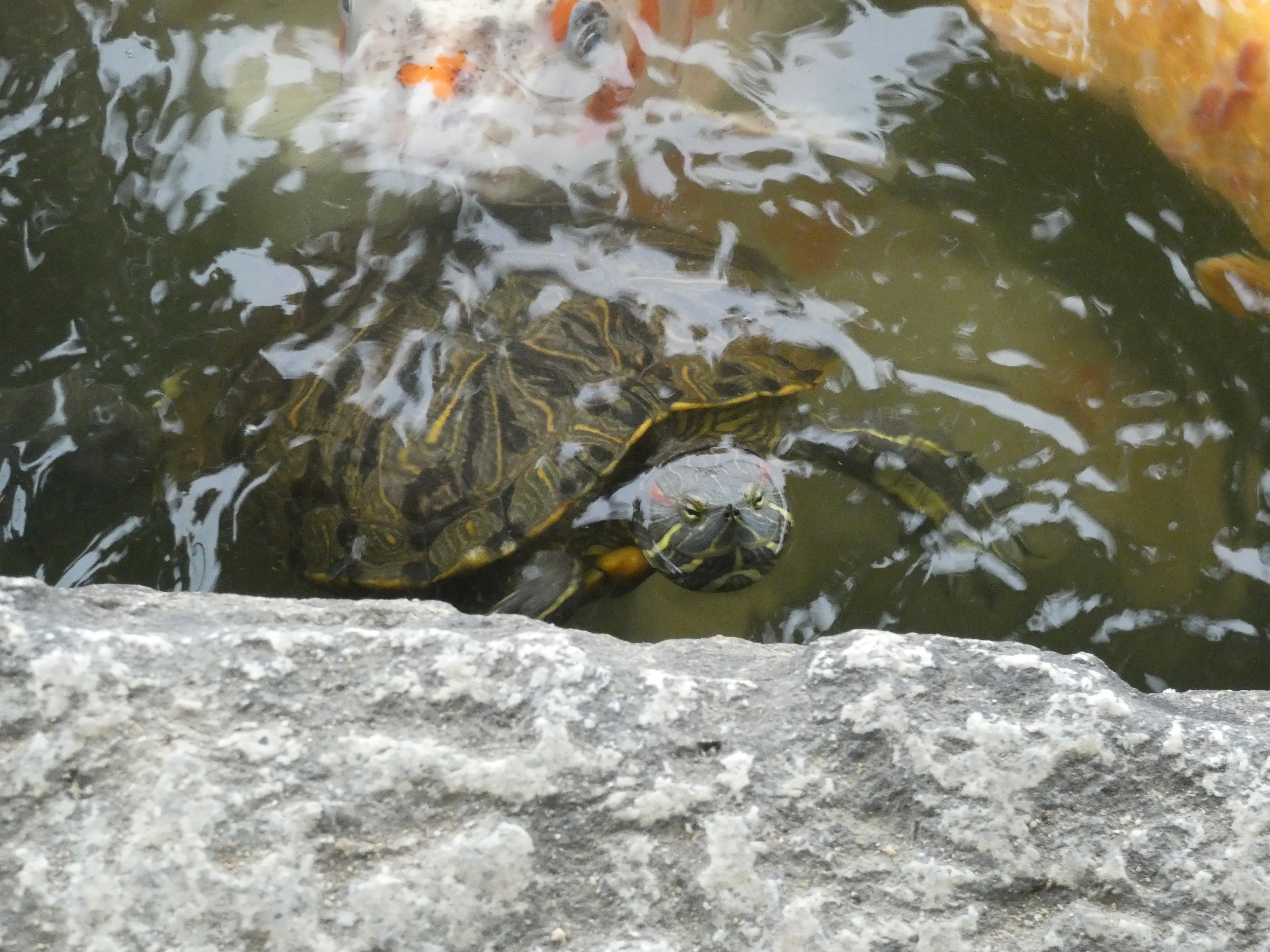 Turtle