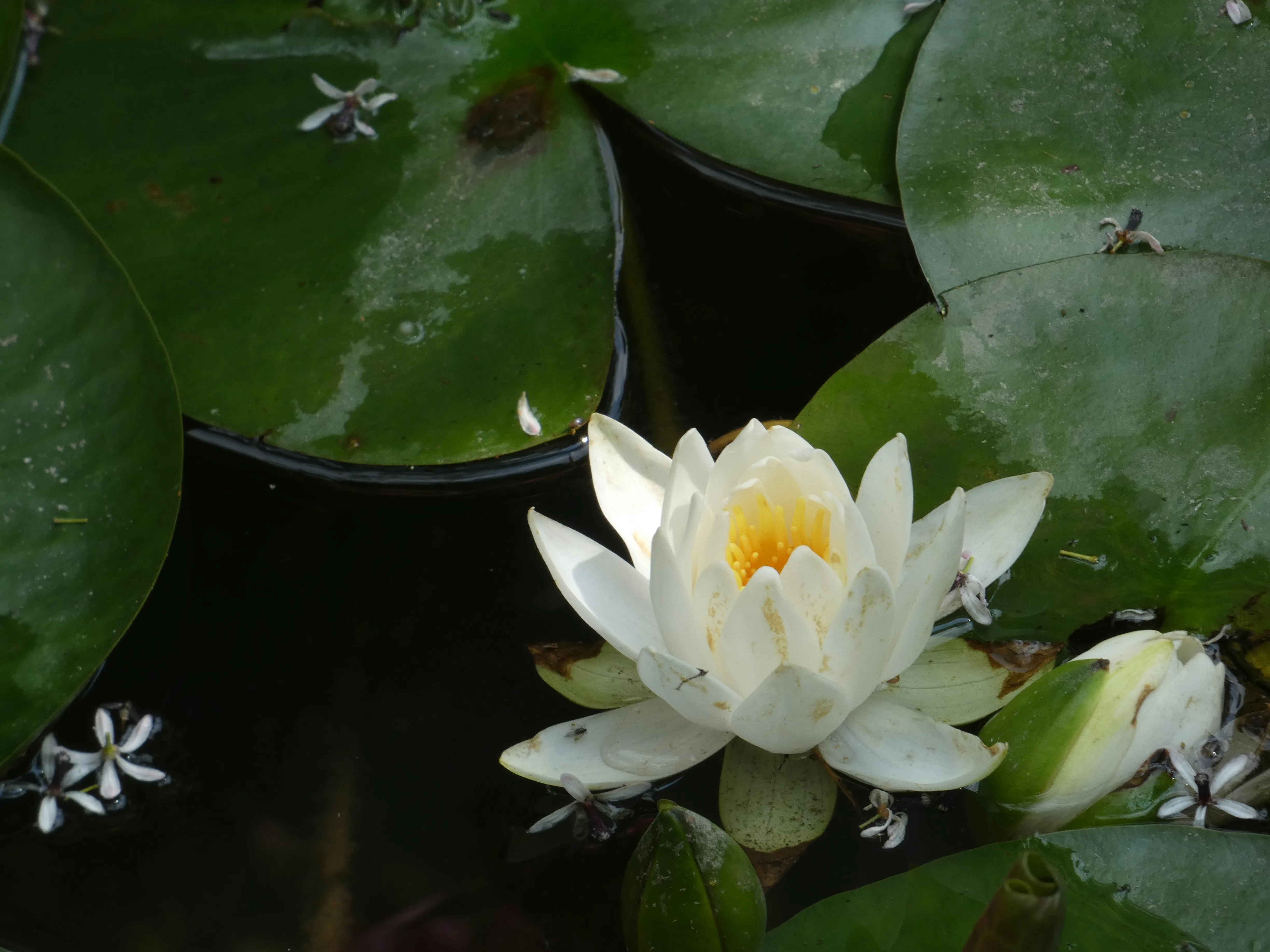 Bikan water lily