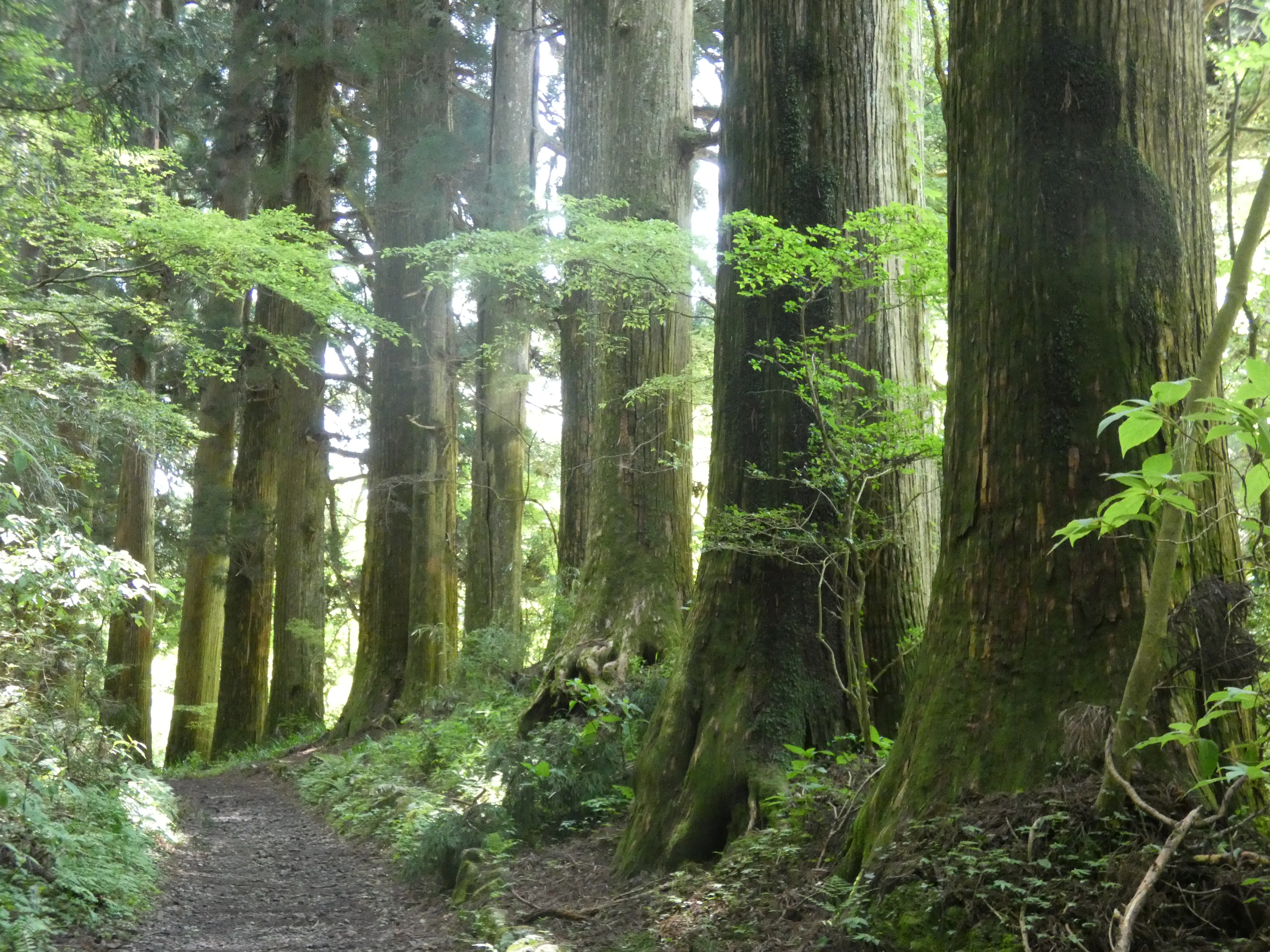Ceder trees