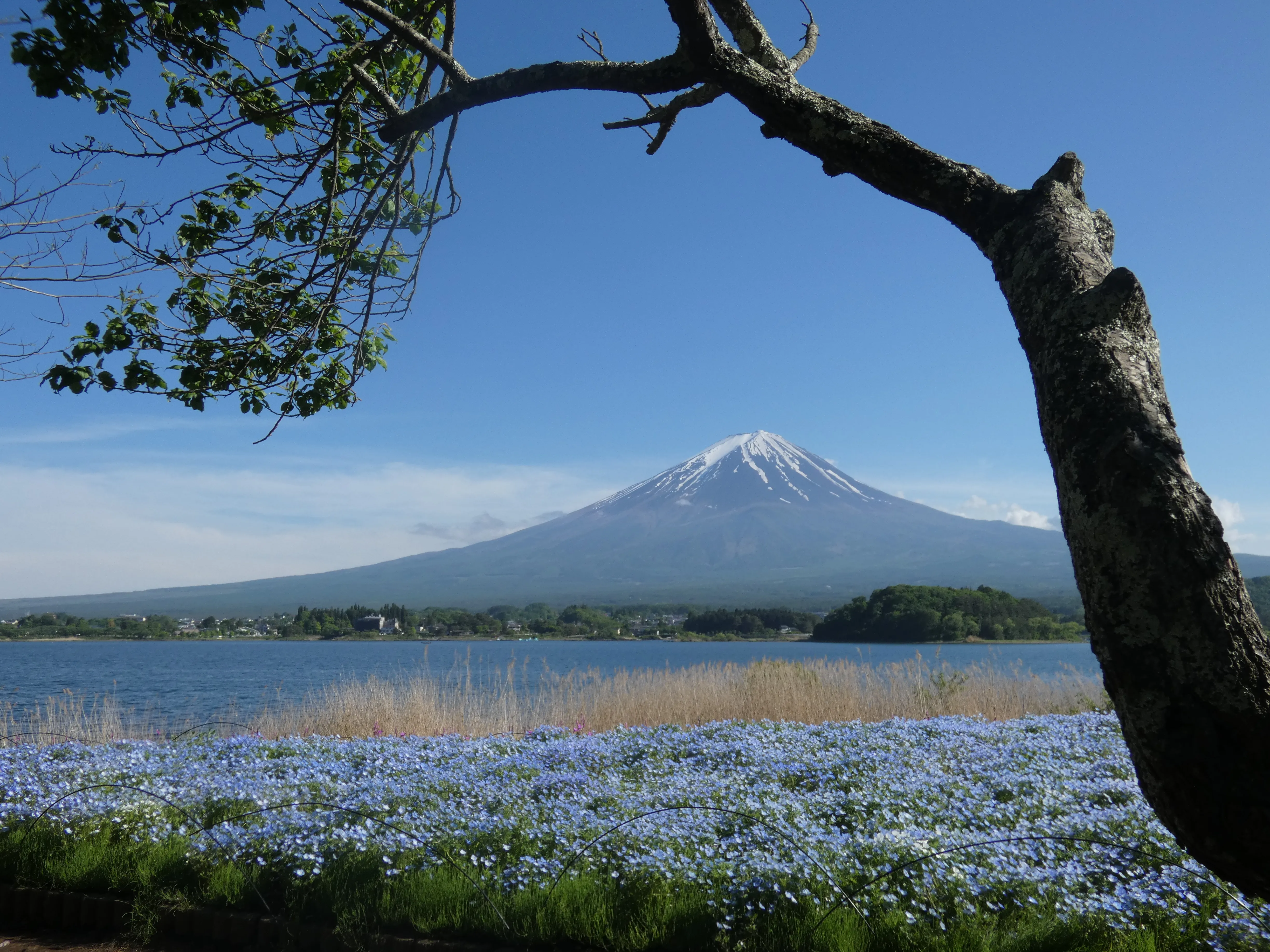 Fuji view from Oishi Park