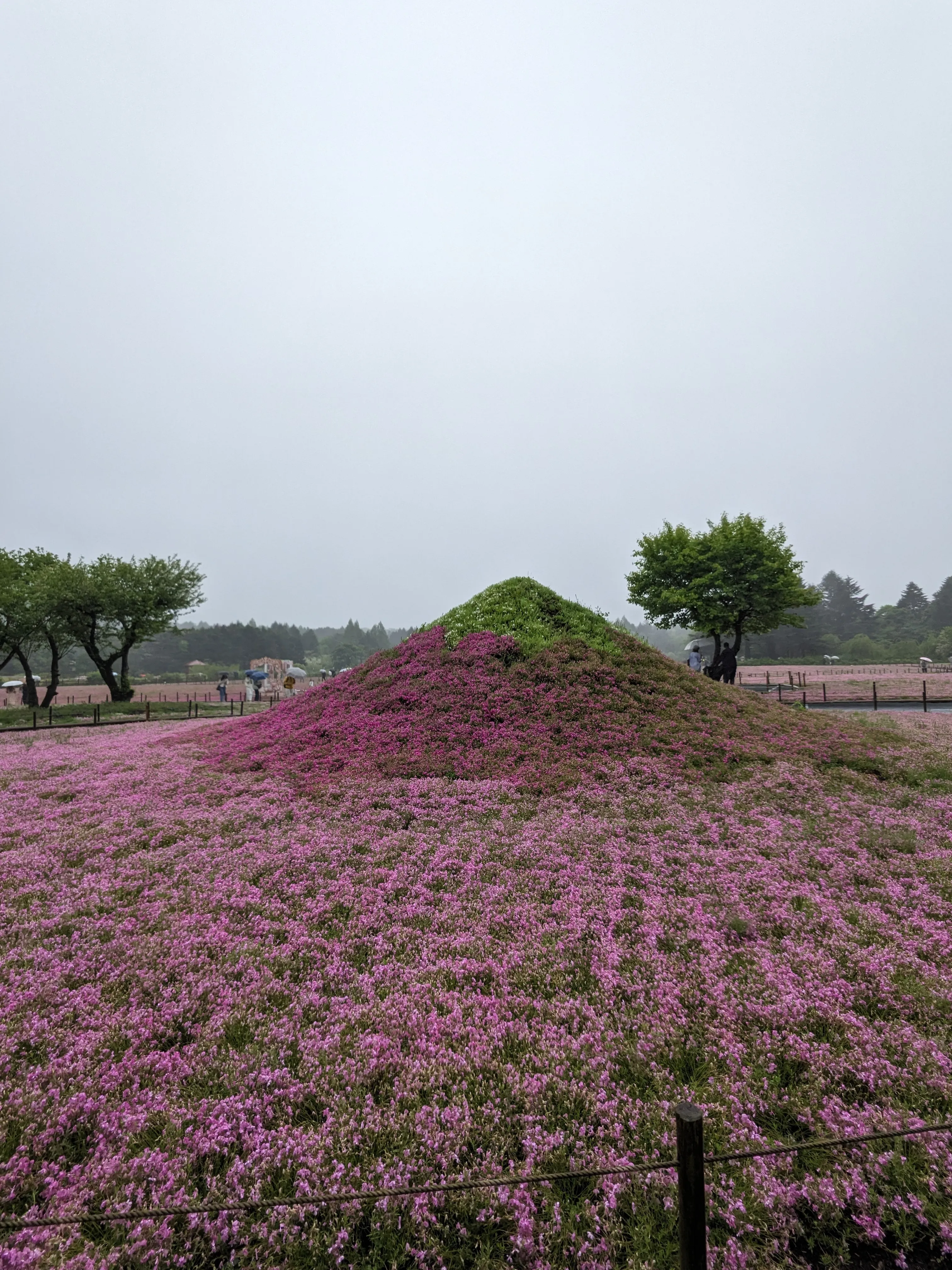 Cover Image of the Post