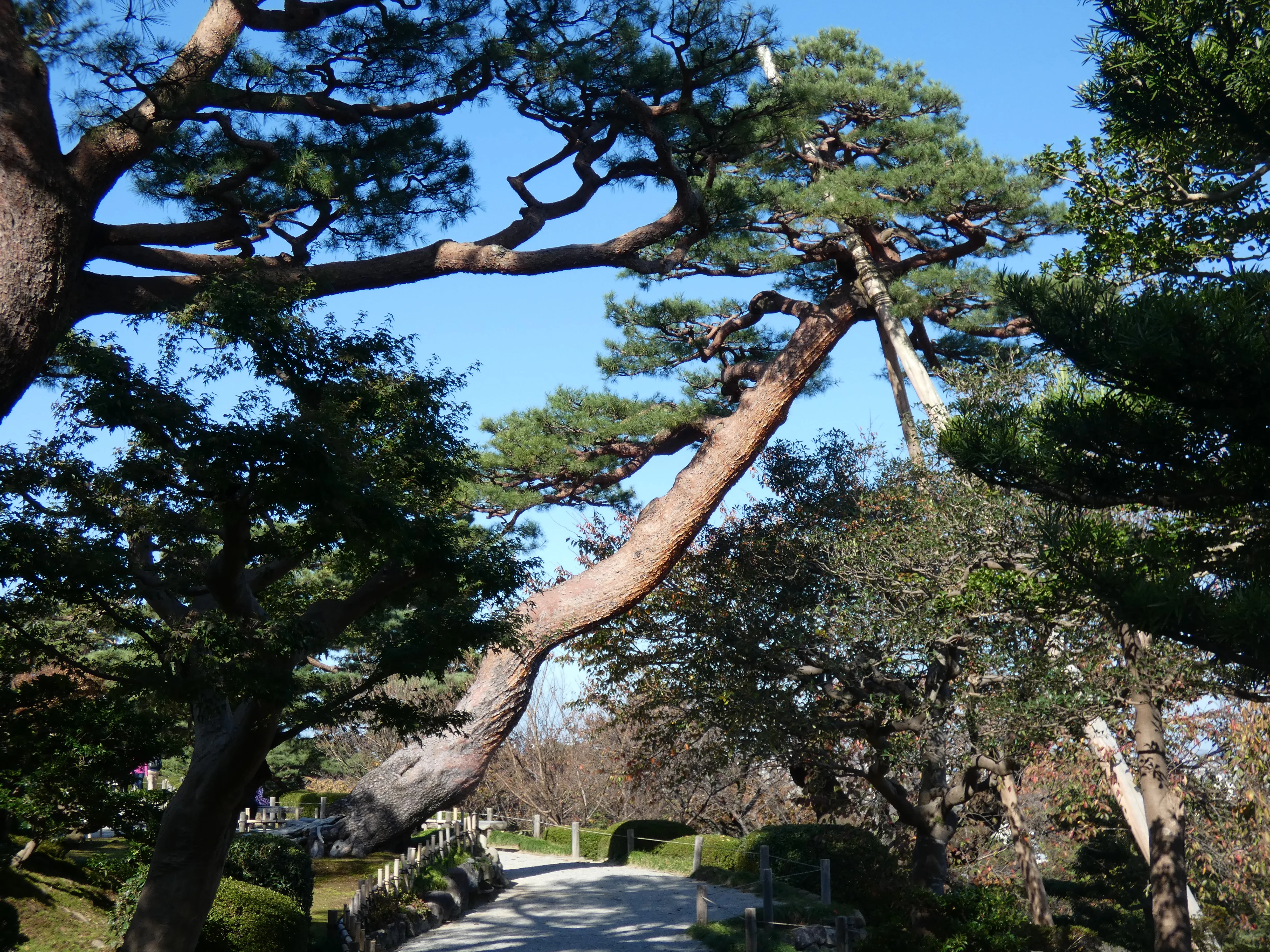 Another awesome tree